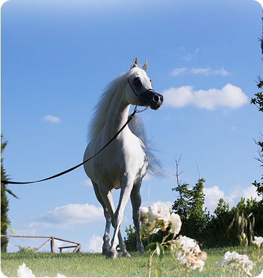 العناية بالخيل